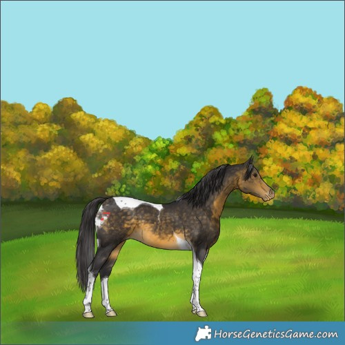 Horse Color:Buckskin Tobiano Varnish 