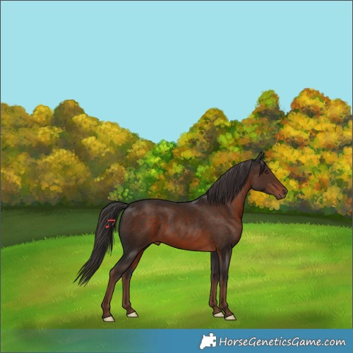 Horse Color:Liver Chestnut 