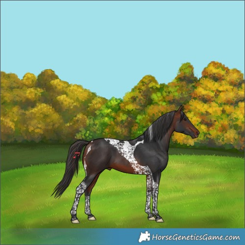 Horse Color:Bay Tobiano