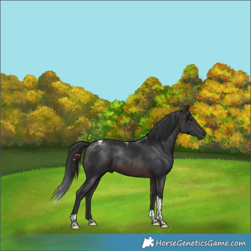Horse Color:Brown Tobiano 