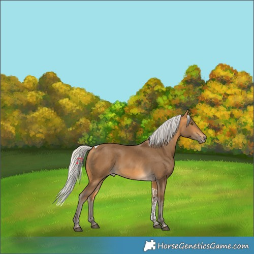 Horse Color:Silver Buckskin Tobiano Rabicano 