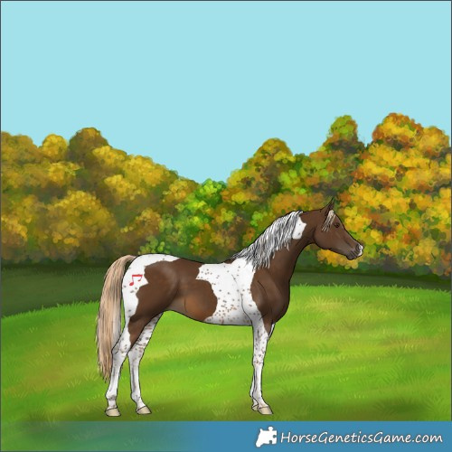 Horse Color:Chocolate Palomino Tobiano 