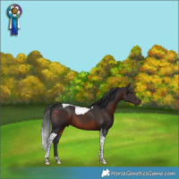 Horse Color:Brown Tobiano