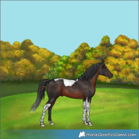 Horse Color:Brown Tobiano