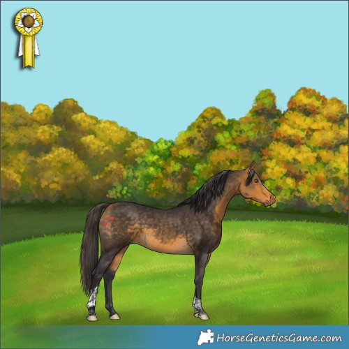 Horse Color:Buckskin Tobiano Rabicano
