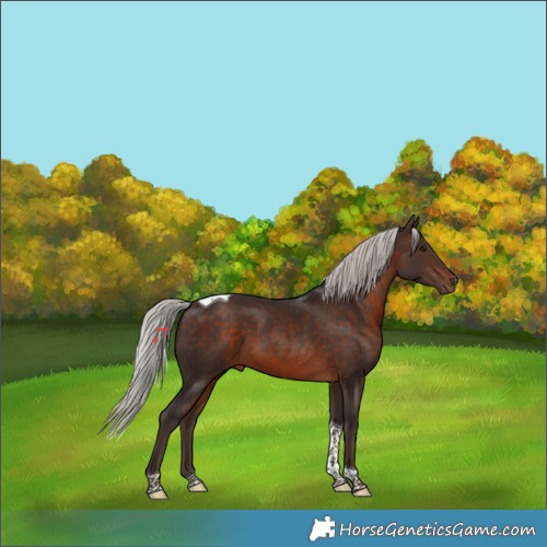 Horse Color:Silver Brown Tobiano 