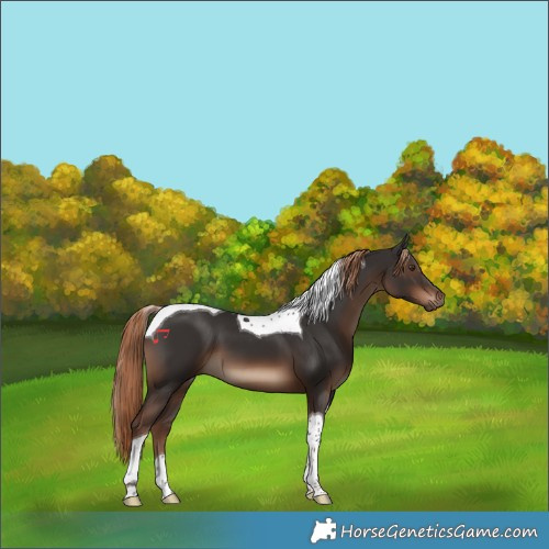 Horse Color:Liver Chestnut Tobiano 