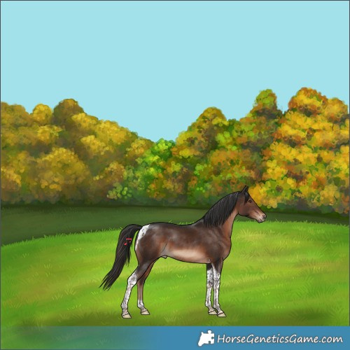 Horse Color:Liver Chestnut Tobiano