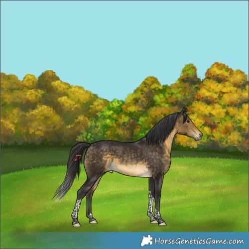 Horse Color:Buckskin Tobiano 