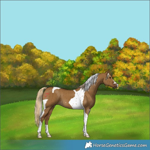 Horse Color:Chocolate Palomino Dun Tobiano Brindle 
