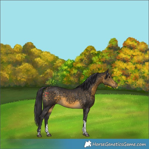 Horse Color:Buckskin Tobiano