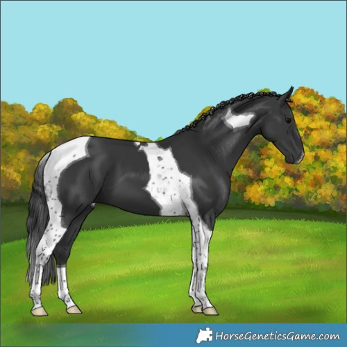 Horse Color:Black Tobiano 