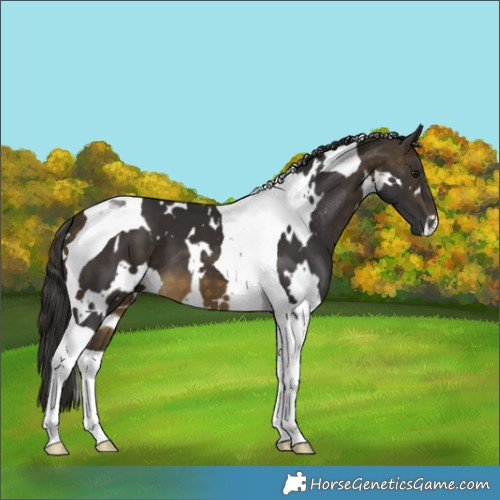 Horse Color:White Spotted Buckskin Tobiano 