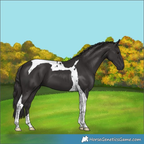 Horse Color:Smoky Black Tobiano 