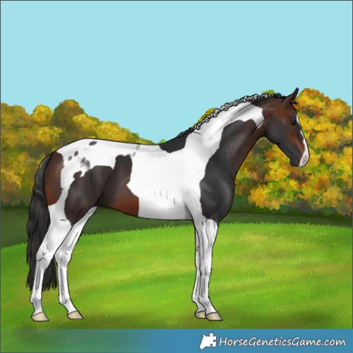 Horse Color:Brown Tobiano 