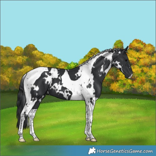 Horse Color:White Spotted Black Tobiano