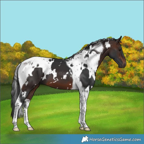 Horse Color:White Spotted Brown Tobiano 