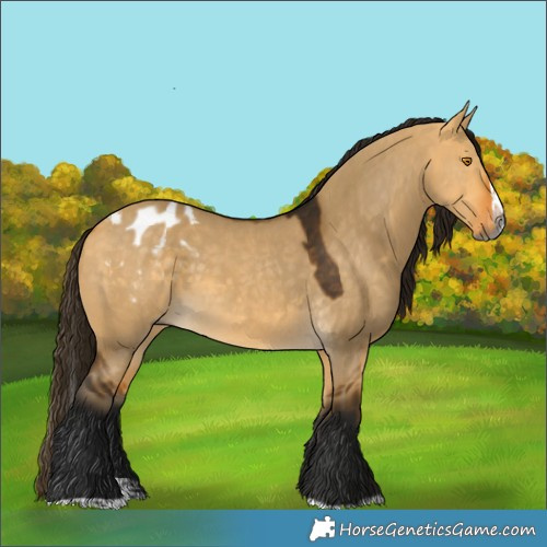 Horse Color:Gray Buckskin Dun Splash Appaloosa 