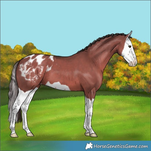 Horse Color:Liver Red Dun Splash Appaloosa 