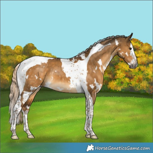 Horse Color:Gray White Spotted Chocolate Palomino Dun Splash Tobiano Brindle 