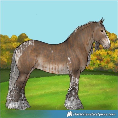 Horse Color:Gray Liver Red Dun Splash Tobiano  and Gray Silver Grullo Appaloosa 