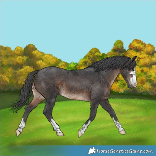 Horse Color:Brown Merle 
