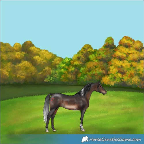 Horse Color:Brown Tobiano Rabicano 