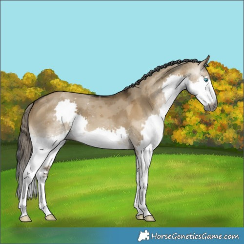 Horse Color:Gray Buckskin Dun Merle Splash 