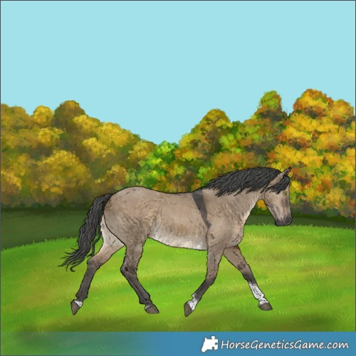 Horse Color:Gray Brown Dun Merle Tobiano Rabicano 