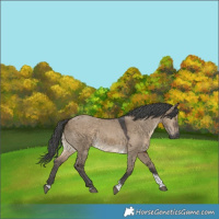 Horse Color:Gray Brown Dun Merle Tobiano Rabicano 