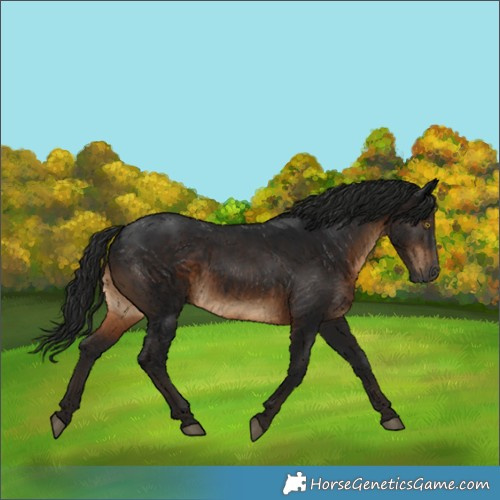 Horse Color:Gray Brown 