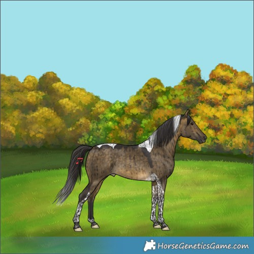 Horse Color:Buckskin Dun Tobiano Rabicano Brindle 