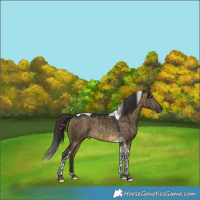 Horse Color:Buckskin Dun Tobiano Rabicano Brindle