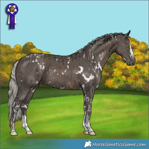 Horse Color:Gray White Spotted Silver Grullo Tobiano Rabicano Brindle  and White Spotted Silver Black Sabino Splash Appaloosa Rabicano 