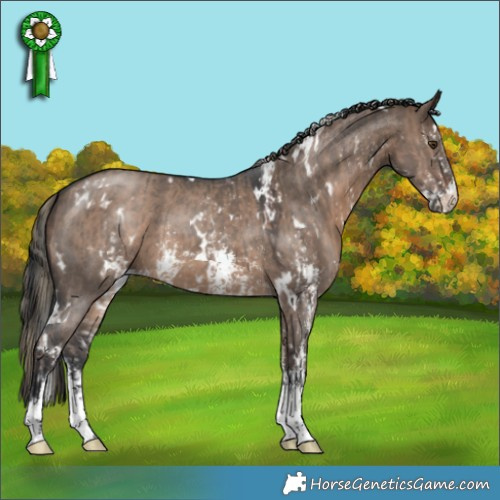 Horse Color:Liver Red Dun Sabino Appaloosa  and White Spotted Brown Dun Sabino 