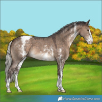 Horse Color:Silver Brown Dun Sabino Varnish 