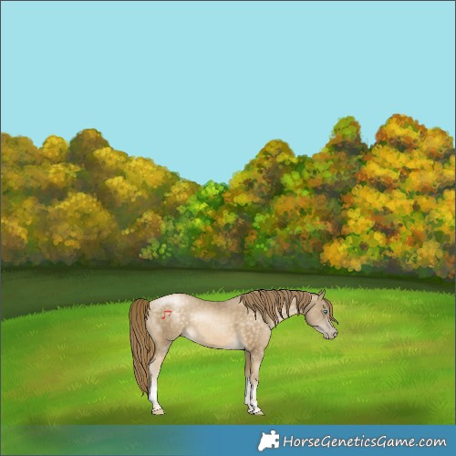 Horse Color:Buckskin Pearl Tobiano Rabicano