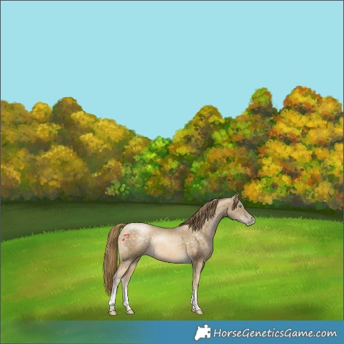 Horse Color:Buckskin Pearl Tobiano Rabicano 