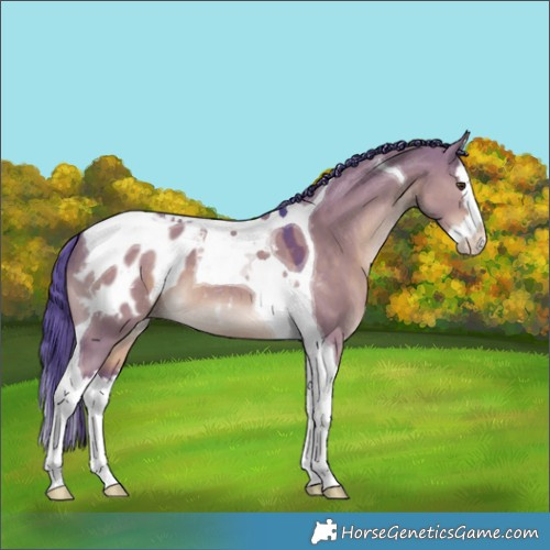 Horse Color:Watercolor Liver Red Dun Splash Tobiano Appaloosa