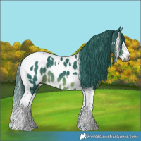 Horse Color:Gray Watercolor Black Splash Tobiano Near Leopard Rabicano 