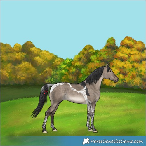 Horse Color:Brown Dun Tobiano Rabicano