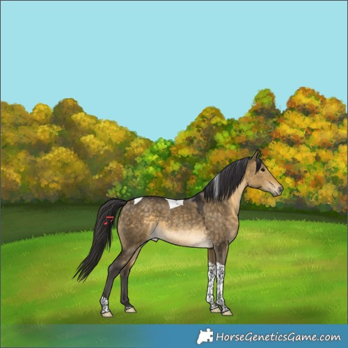 Horse Color:Buckskin Dun Tobiano Rabicano 