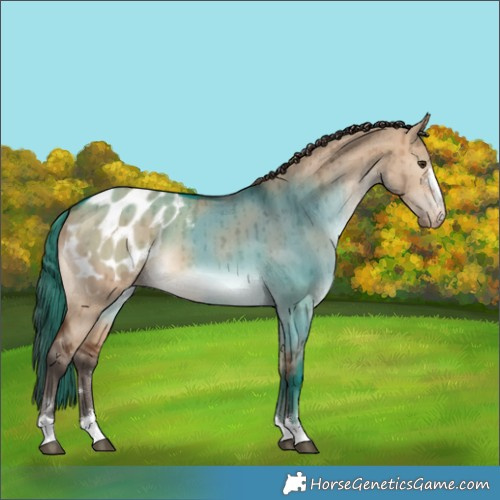 Horse Color:Bay Dun Appaloosa Brindle