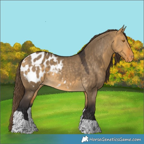 Horse Color:Buckskin Dun Tobiano Appaloosa