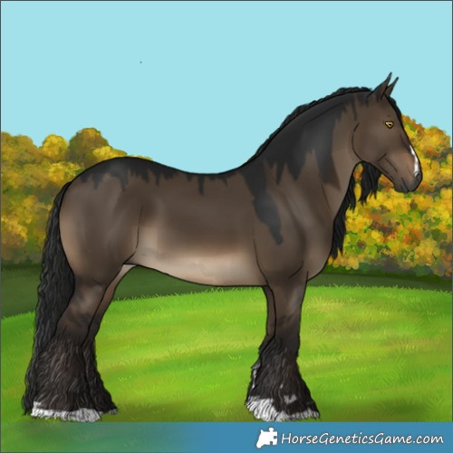 Horse Color:Gray Brown Dun 