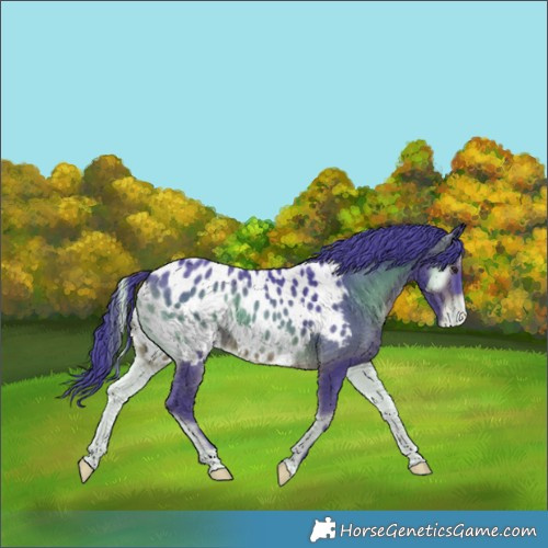 Horse Color:Watercolor Brown Onyx Appaloosa 