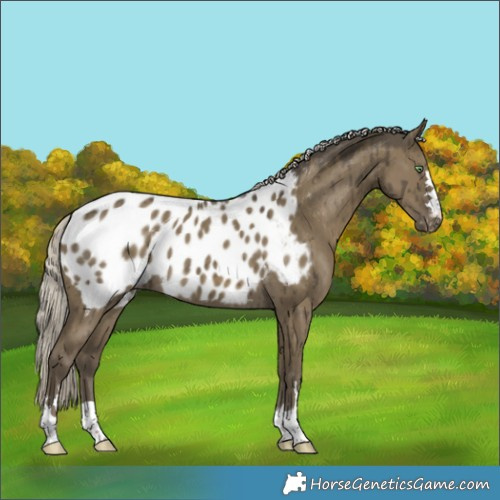 Horse Color:Silver Smoky Grullo Appaloosa Brindle 