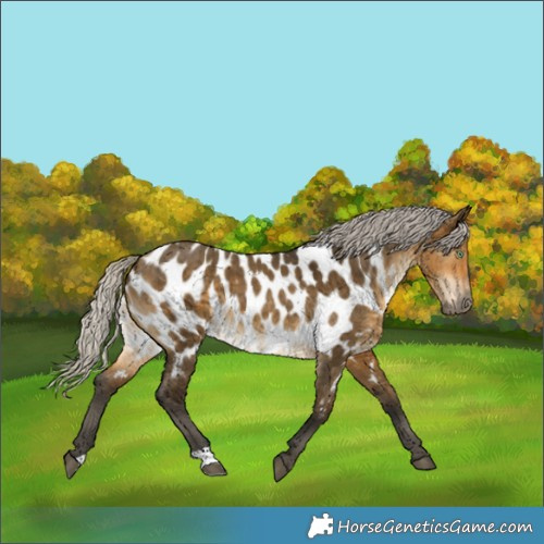 Horse Color:Gray Silver Buckskin Dun Appaloosa Brindle 