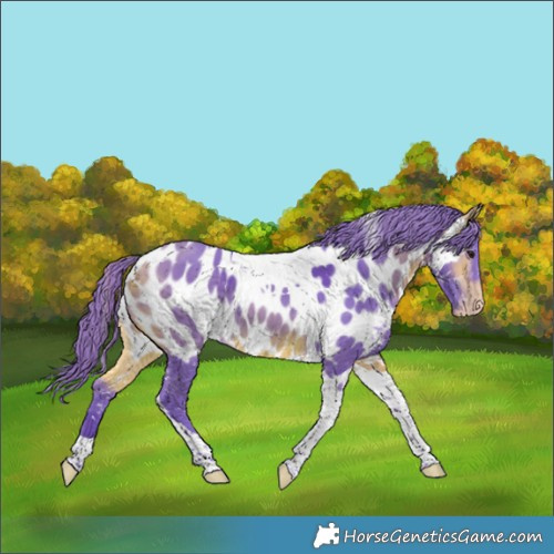 Horse Color:Watercolor Buckskin Merle Tobiano Appaloosa 