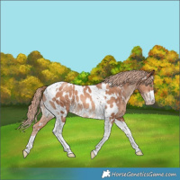 Horse Color:Gold Champagne Tobiano Near Leopard